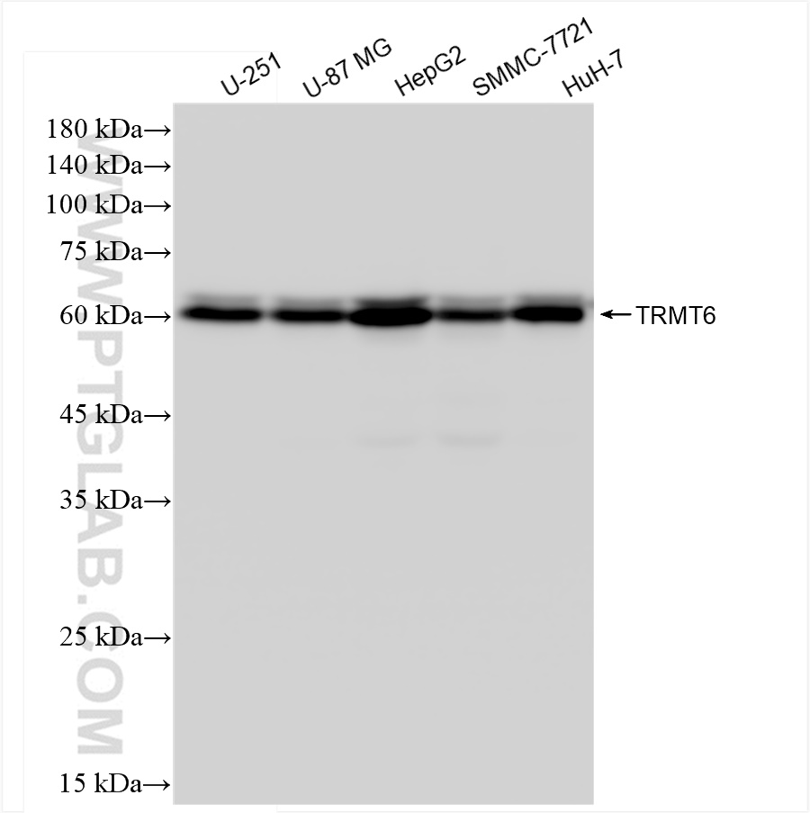 WB analysis using 83843-5-RR (same clone as 83843-5-PBS)