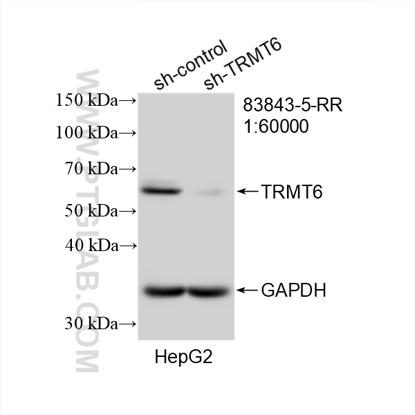 WB analysis of HepG2 using 83843-5-RR