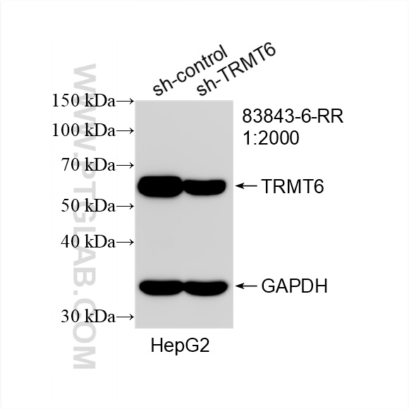 WB analysis of HepG2 using 83843-6-RR