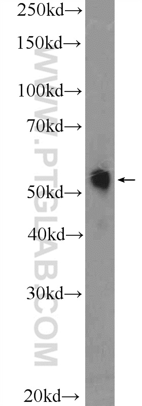 WB analysis of HepG2 using 26009-1-AP