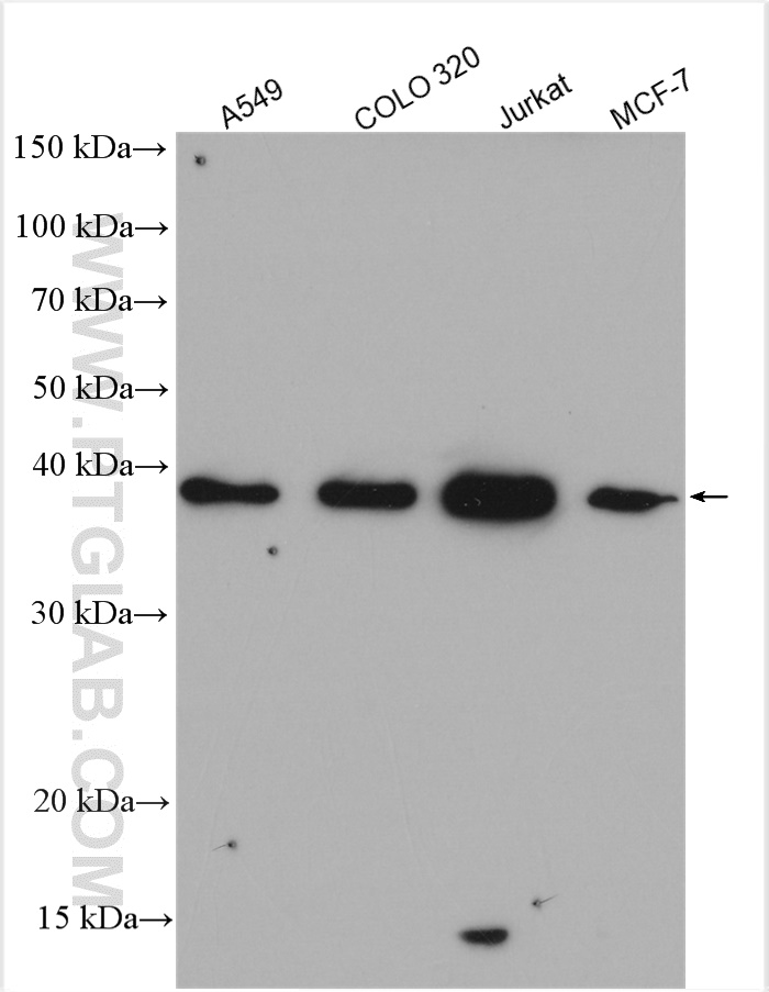 WB analysis using 15053-1-AP