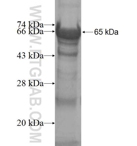 TRNAU1AP,SECP43 fusion protein Ag7036 SDS-PAGE