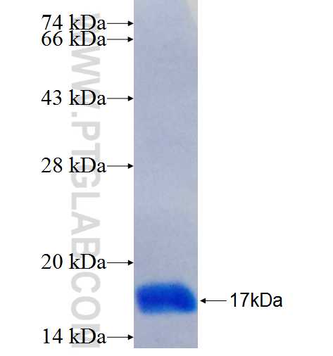 TRPC2 fusion protein Ag26199 SDS-PAGE