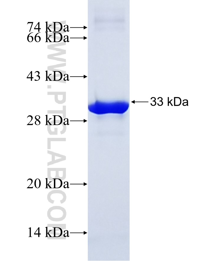 TRPC5 fusion protein Ag23271 SDS-PAGE