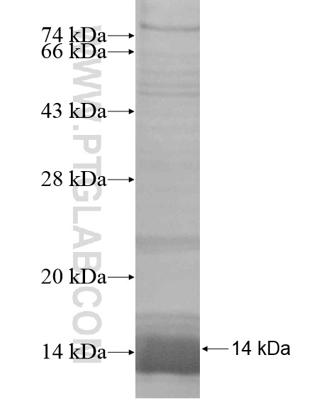 TRPC7 fusion protein Ag19130 SDS-PAGE