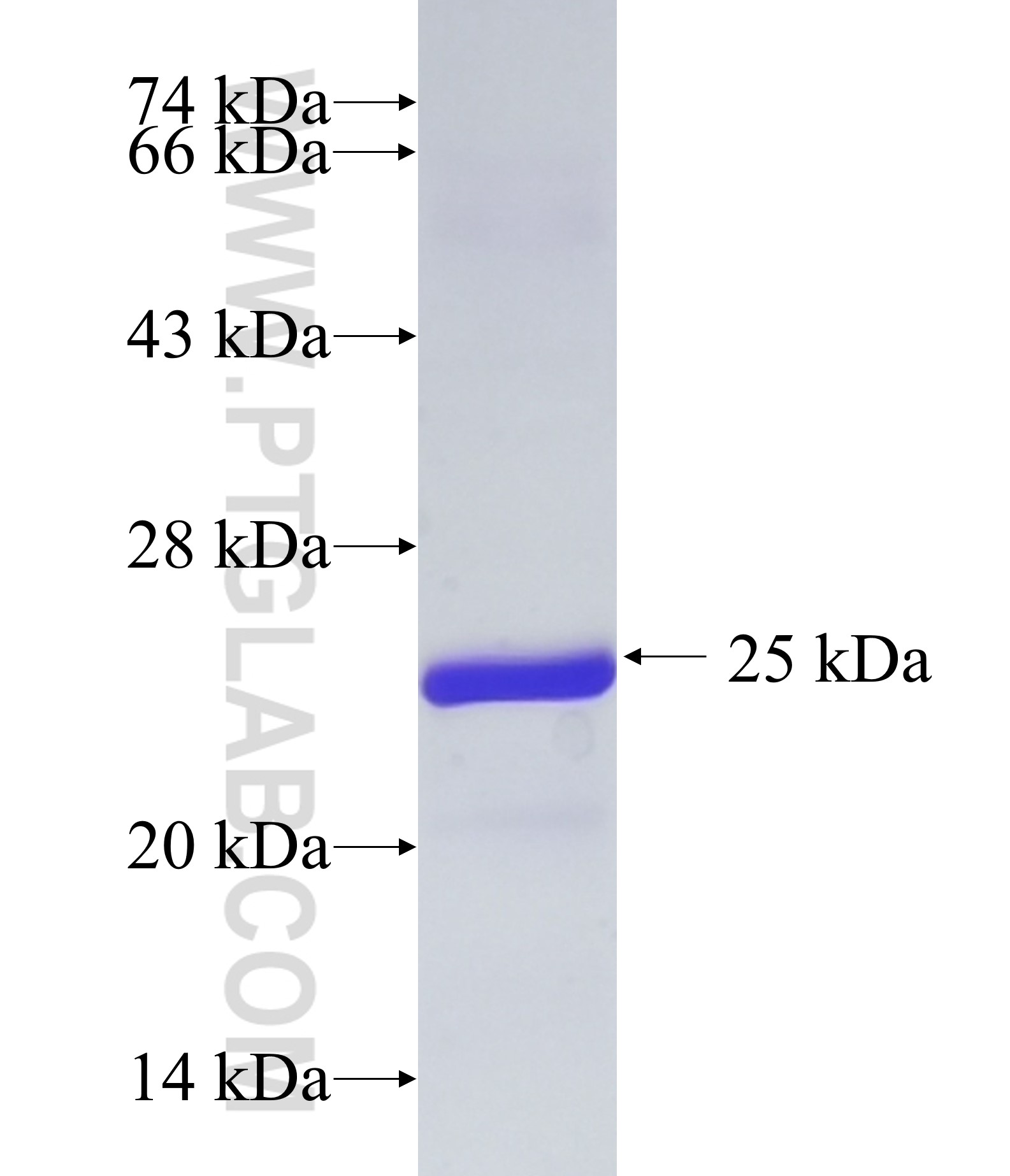 TRPM8 fusion protein Ag28563 SDS-PAGE