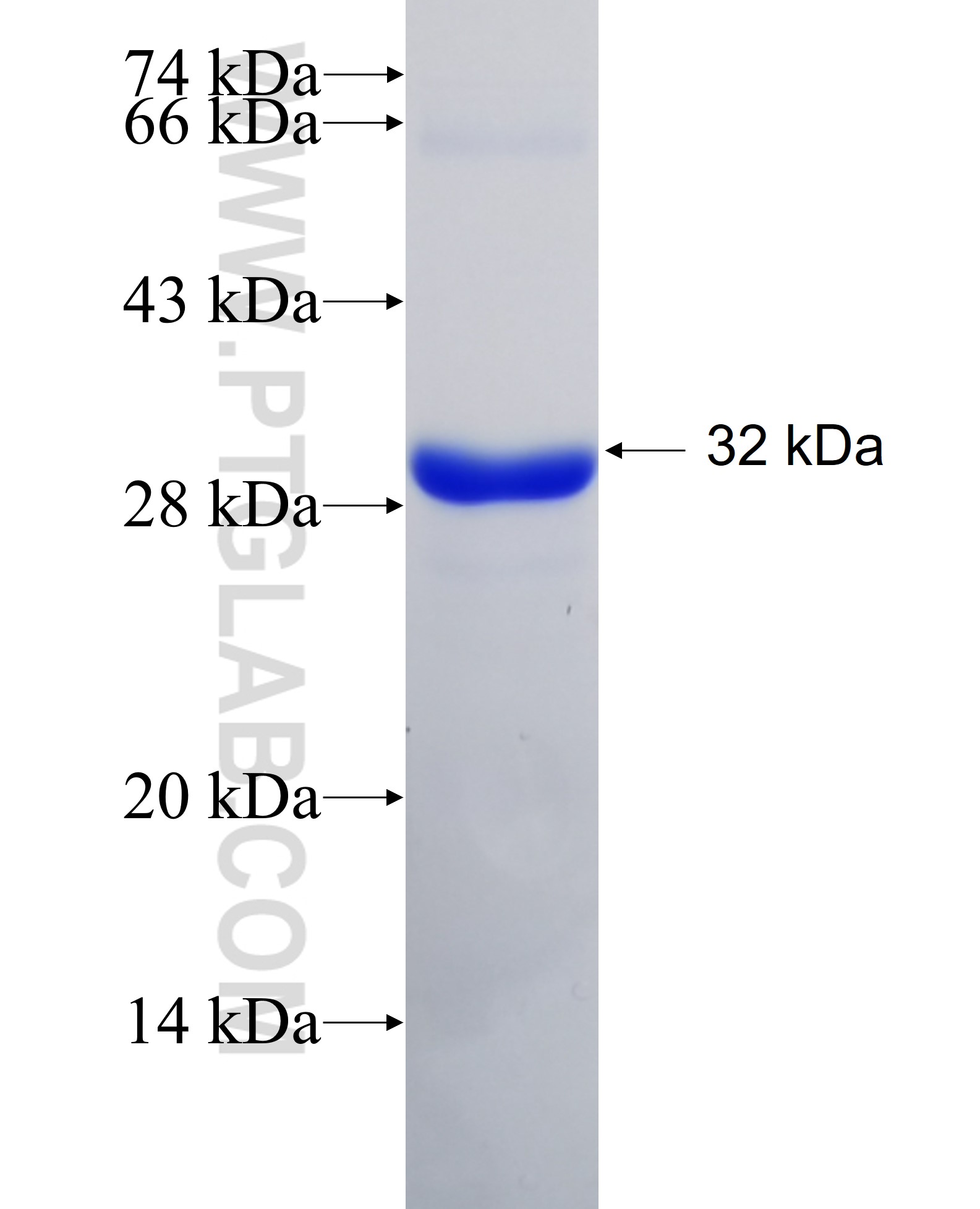 TRPV1 fusion protein Ag18683 SDS-PAGE