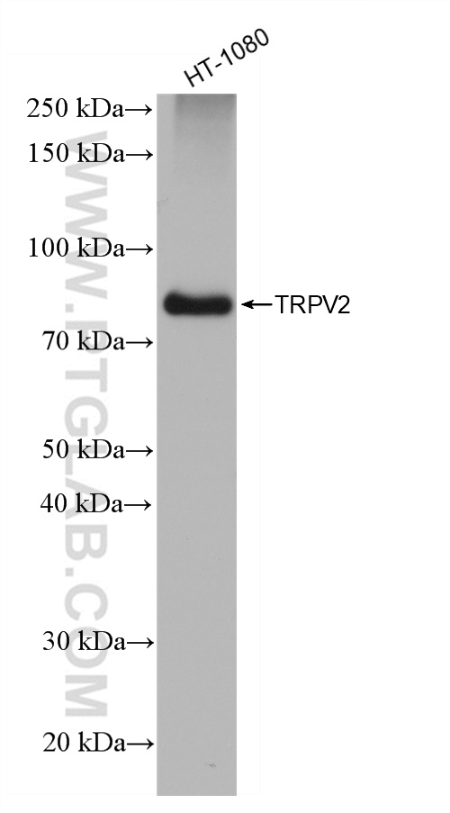 WB analysis of HT-1080 using 83022-1-RR