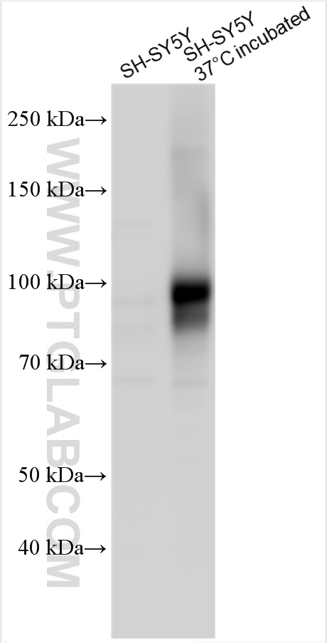 WB analysis using 27892-1-AP