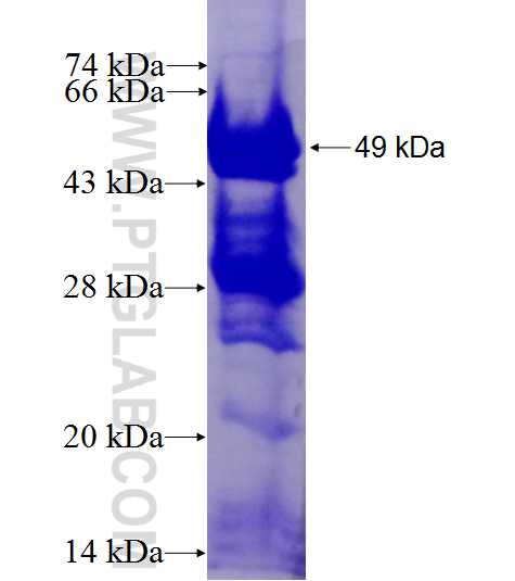 TRPV4 fusion protein Ag27253 SDS-PAGE