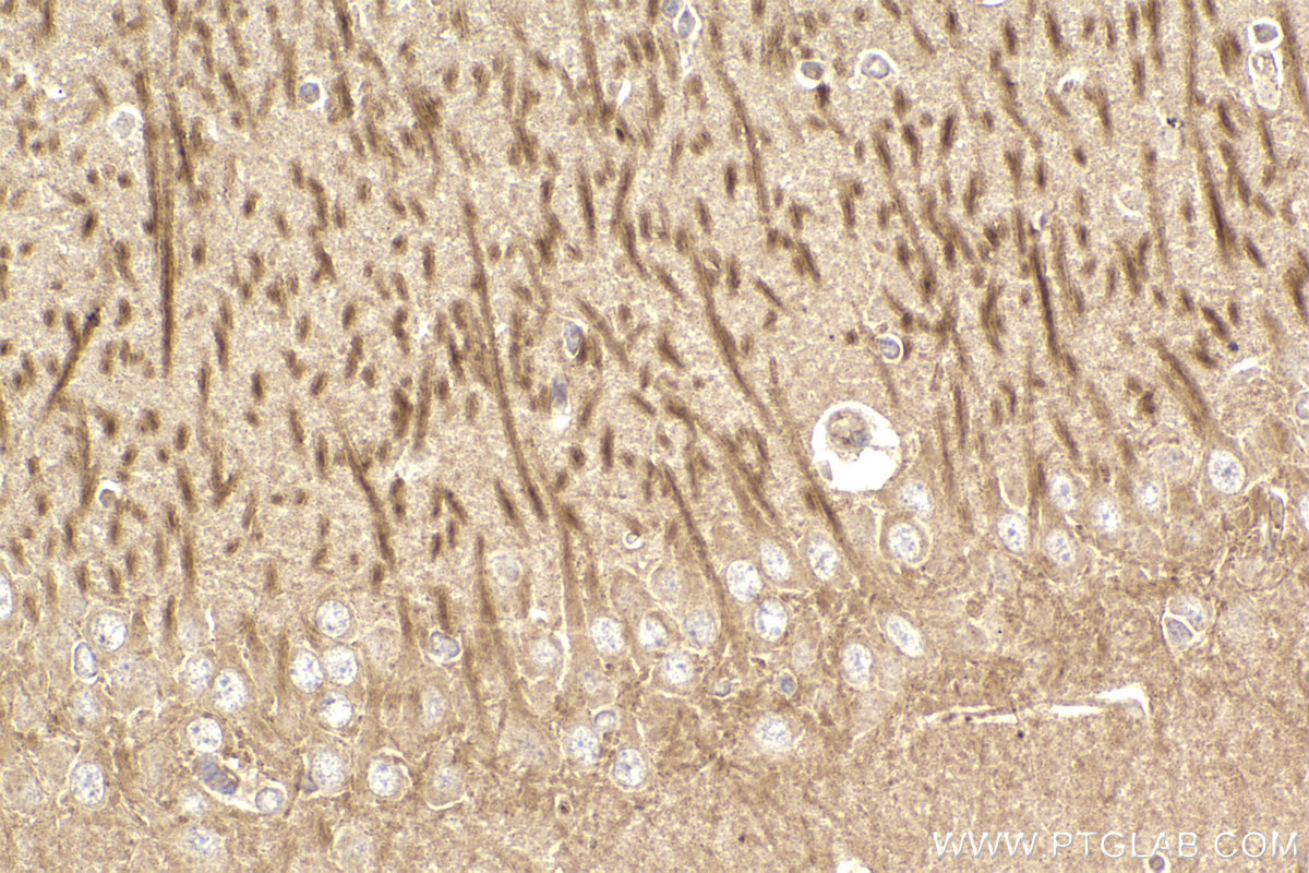 IHC staining of rat brain using 68380-1-Ig (same clone as 68380-1-PBS)