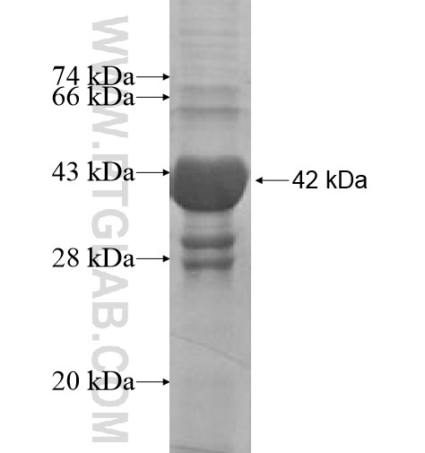 TSC22D1 fusion protein Ag10763 SDS-PAGE