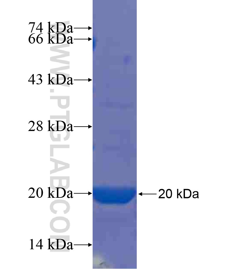 TSC22D1 fusion protein Ag17361 SDS-PAGE