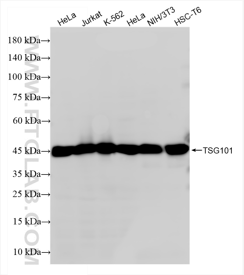 WB analysis using 84334-4-RR (same clone as 84334-4-PBS)