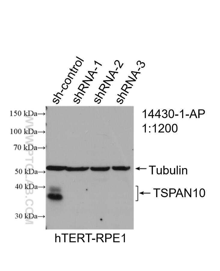 WB analysis of hTERT-RPE1 using 14430-1-AP