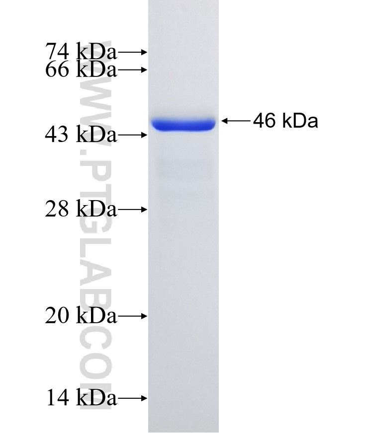 TSPAN10 fusion protein Ag5807 SDS-PAGE