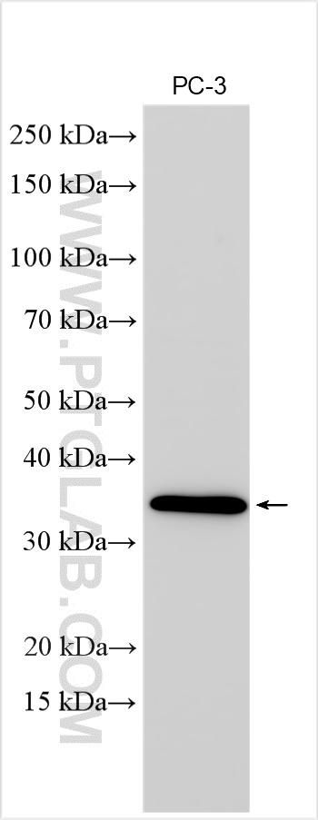 WB analysis of PC-3 using 30072-1-AP