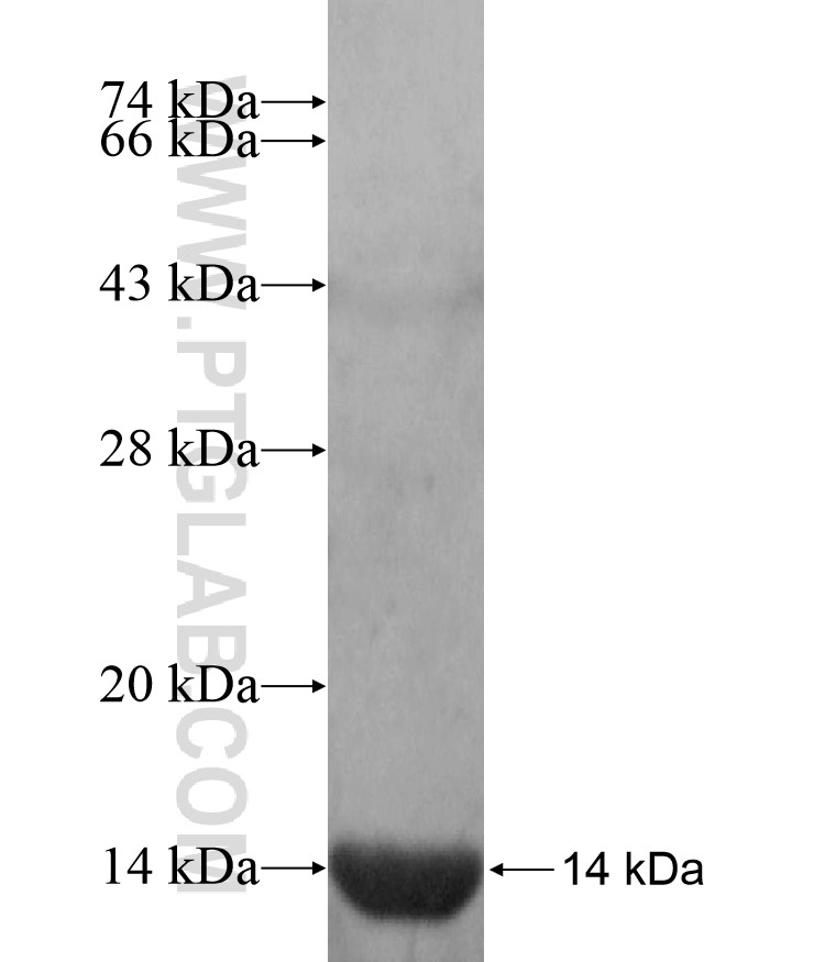 TSPAN17 fusion protein Ag16978 SDS-PAGE