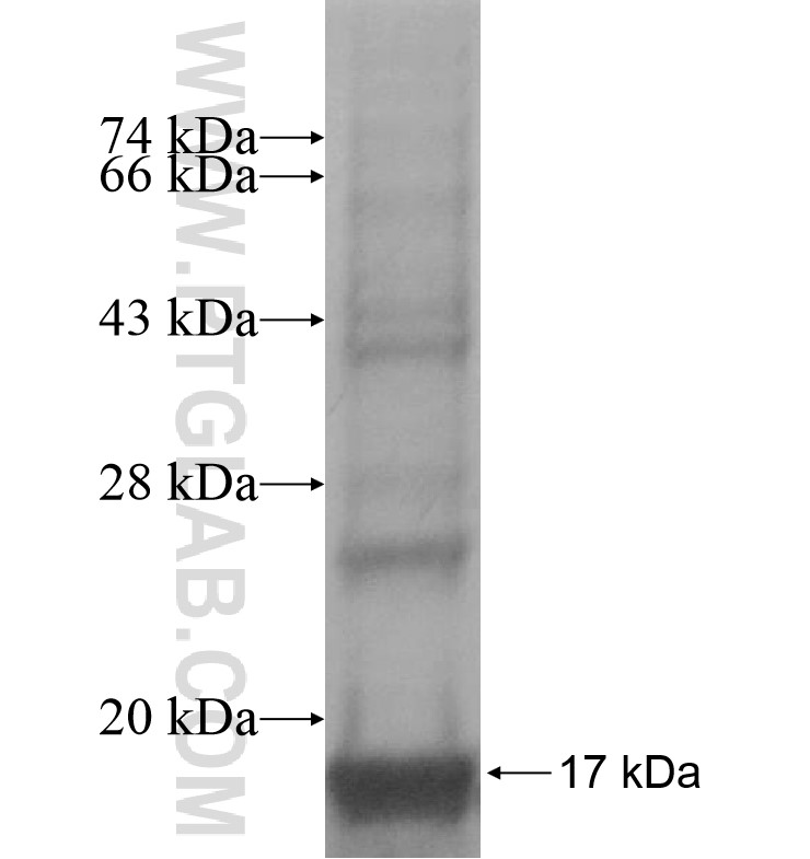 TSPAN32 fusion protein Ag16941 SDS-PAGE