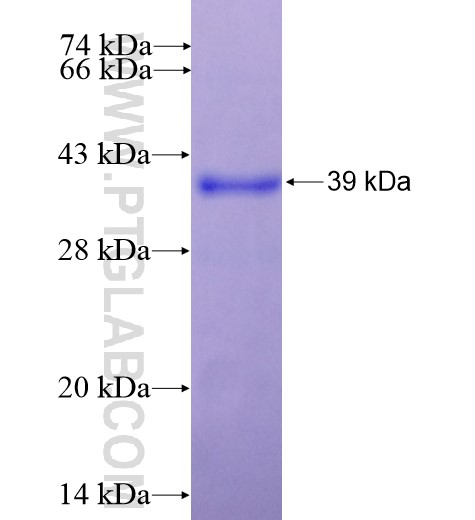 TSPAN4 fusion protein Ag14172 SDS-PAGE