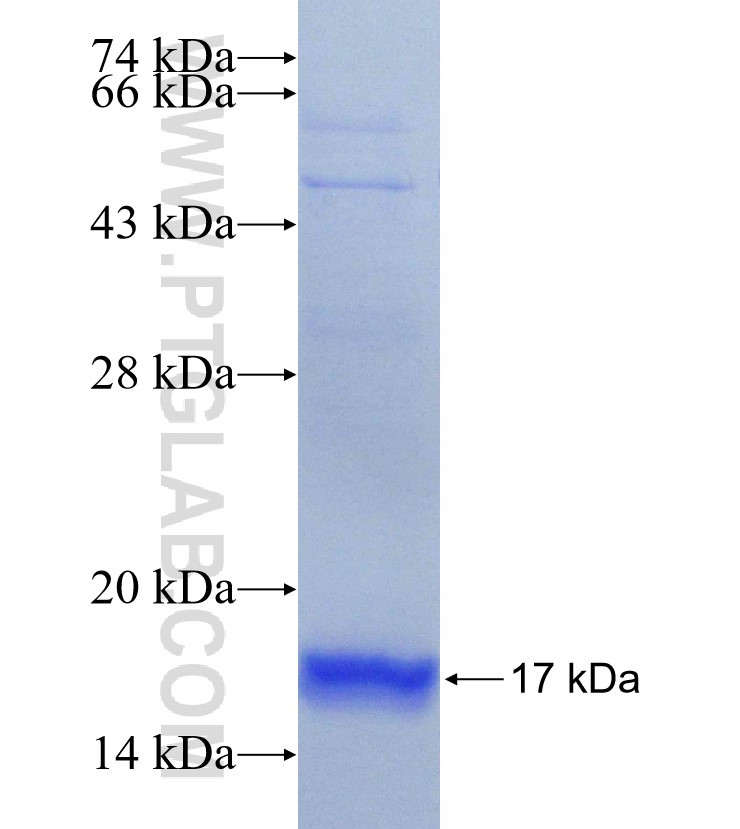 TSPAN4 fusion protein Ag16938 SDS-PAGE