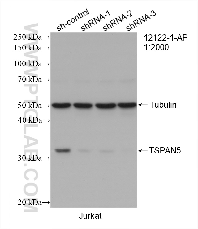 WB analysis of Jurkat using 12122-1-AP