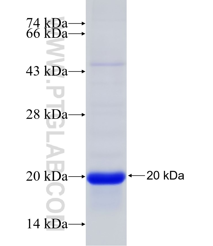 TSPO fusion protein Ag7475 SDS-PAGE