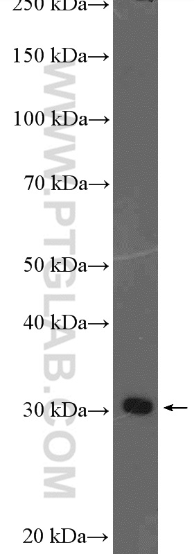 WB analysis of mouse testis using 12940-1-AP