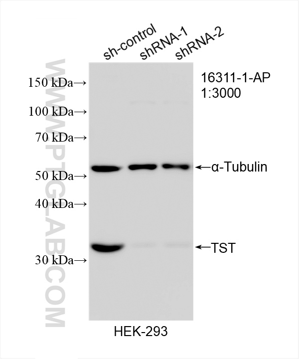 WB analysis of HEK-293 using 16311-1-AP