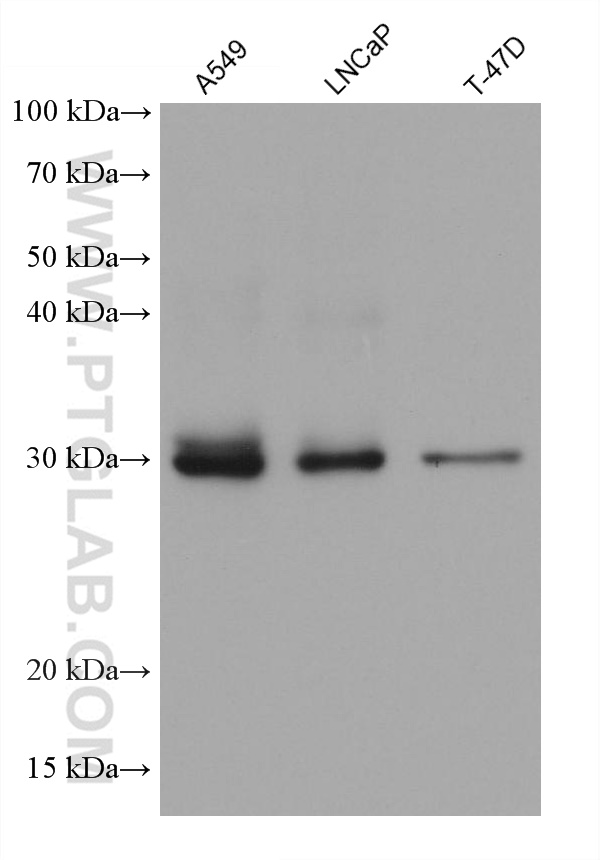 WB analysis using 66018-1-Ig