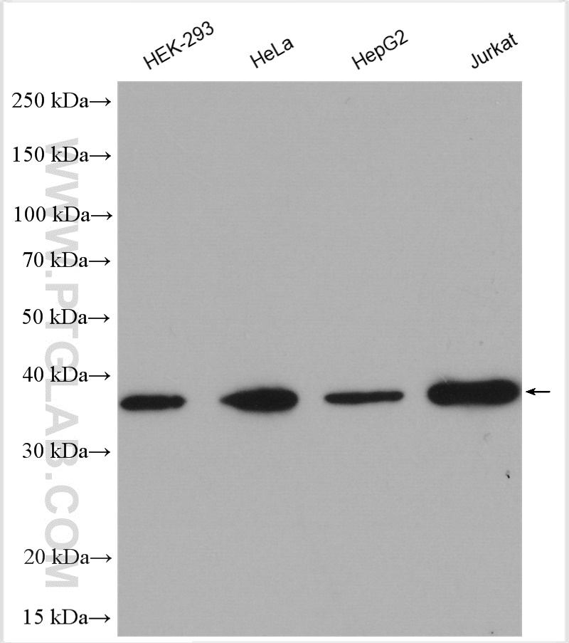 WB analysis using 11676-1-AP