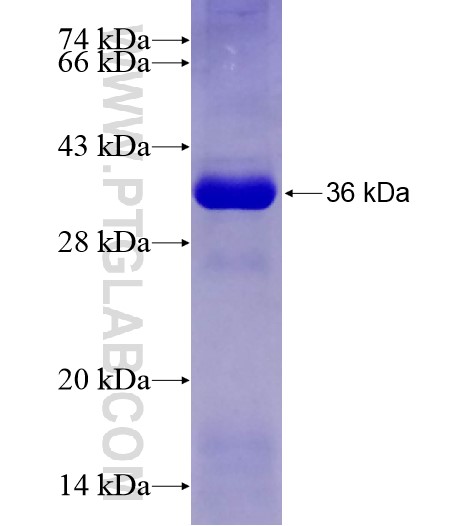 TTC12 fusion protein Ag28209 SDS-PAGE