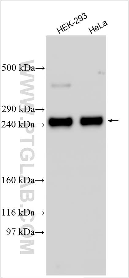 WB analysis using 25701-1-AP