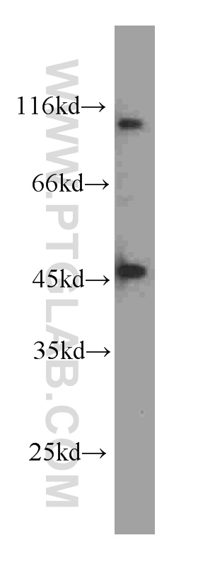 WB analysis of HeLa using 60235-1-Ig