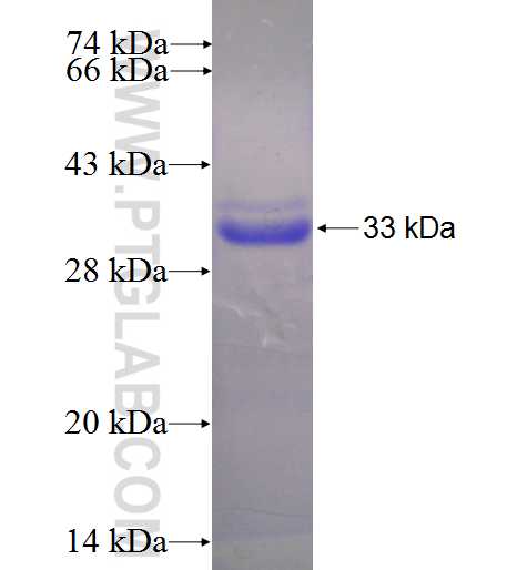 TTLL10 fusion protein Ag23300 SDS-PAGE