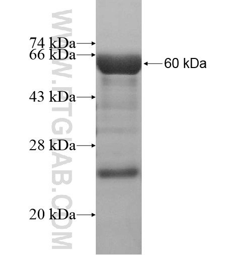 TTLL12 fusion protein Ag13804 SDS-PAGE