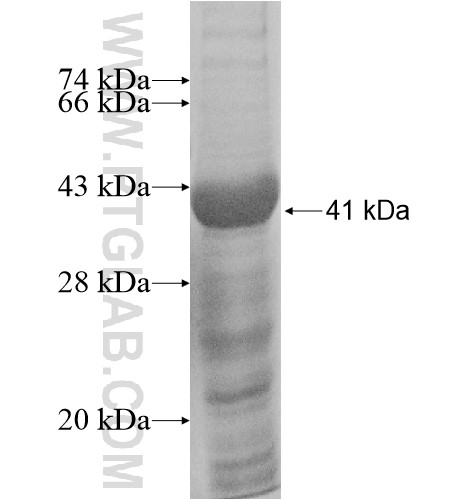 TTLL4 fusion protein Ag10615 SDS-PAGE