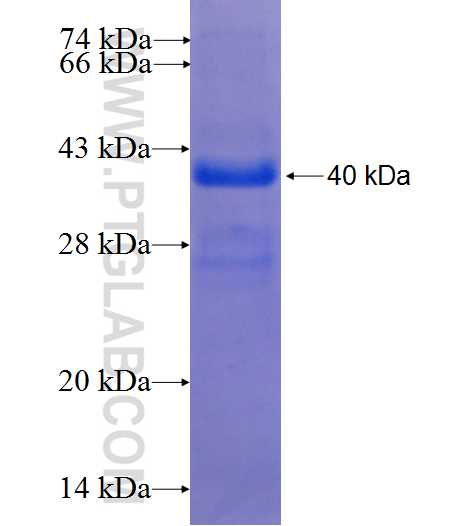 TTYH1 fusion protein Ag25290 SDS-PAGE