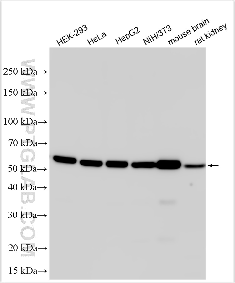 WB analysis using 14555-1-AP