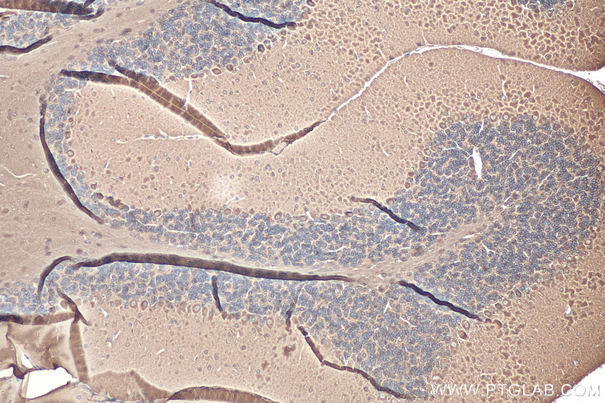 IHC staining of mouse cerebellum using 10063-2-AP