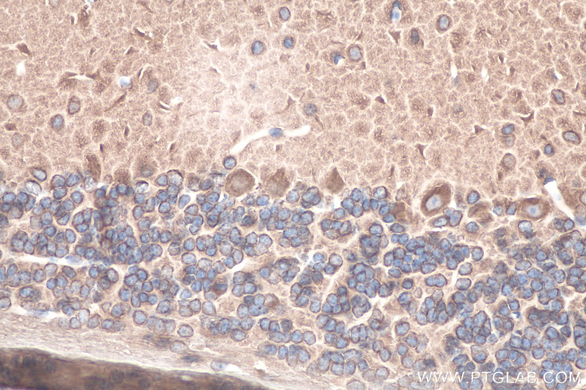 IHC staining of mouse cerebellum using 10063-2-AP