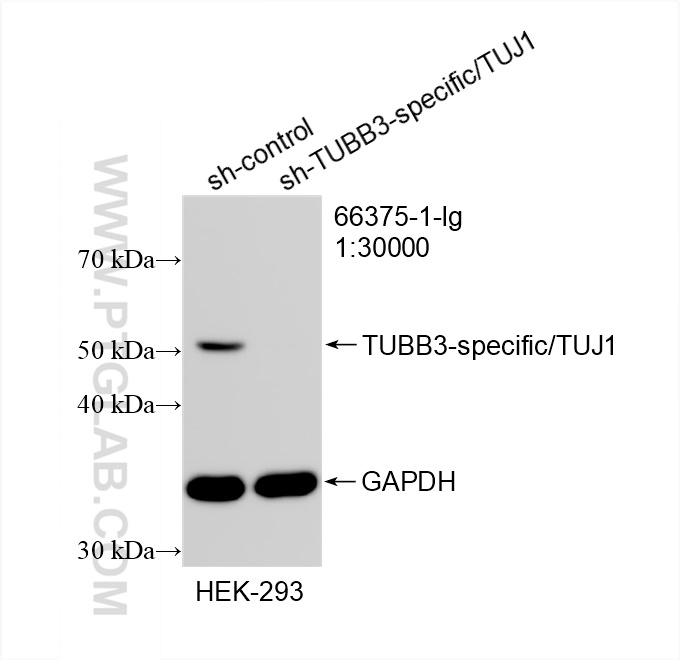 WB analysis of HEK-293 using 66375-1-Ig