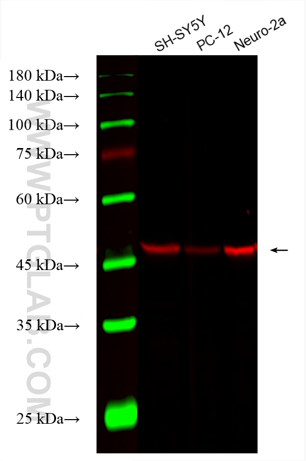 WB analysis using CL594-66375