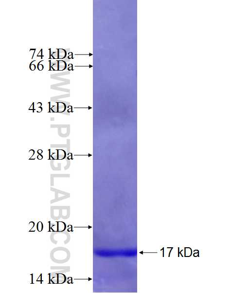 TUBD1 fusion protein Ag26641 SDS-PAGE