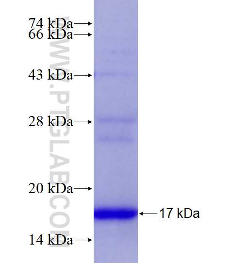 TUBG2 fusion protein Ag27913 SDS-PAGE