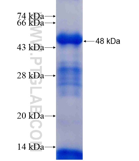 TUFT1 fusion protein Ag20020 SDS-PAGE