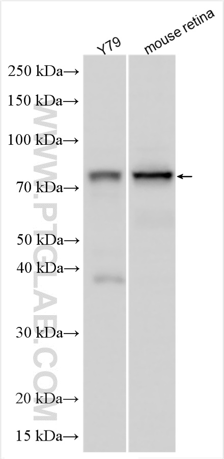 WB analysis using 18971-1-AP