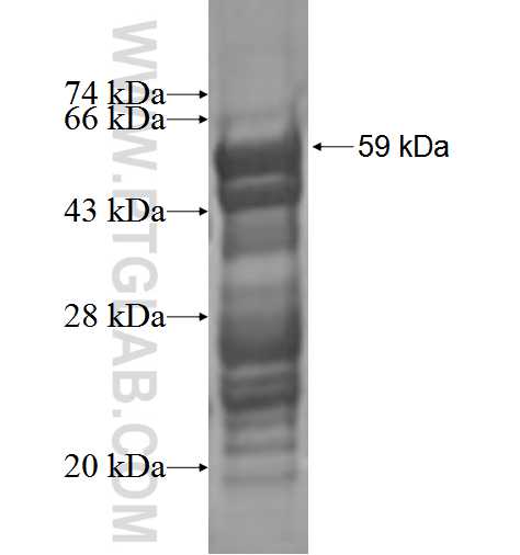 TULP2 fusion protein Ag3350 SDS-PAGE