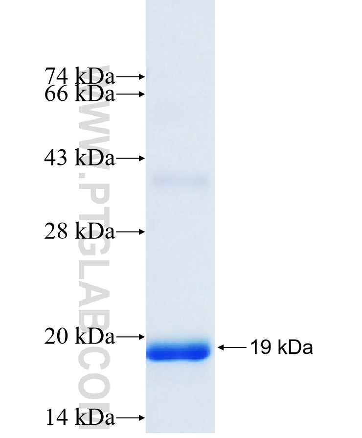 TUSC2 fusion protein Ag27747 SDS-PAGE