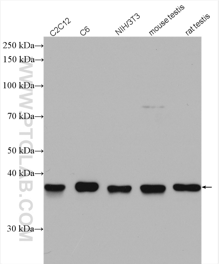 WB analysis using 11732-1-AP